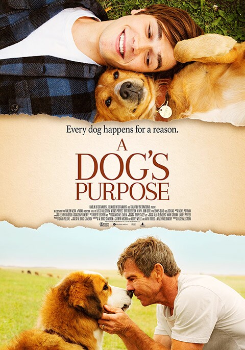 A Dog's Purpose | Now Showing | Book Tickets | Vox Cinemas Uae